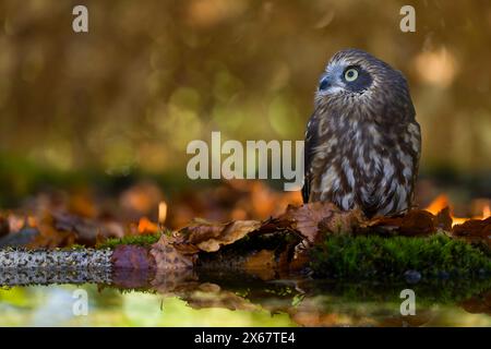 Chouette coucou (Ninox novaeseelandiae), feuilles d'automne colorées, captive Banque D'Images