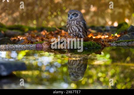 Chouette coucou (Ninox novaeseelandiae), reflet dans l'eau, feuilles d'automne colorées, captif Banque D'Images