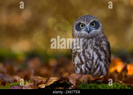 Chouette coucou (Ninox novaeseelandiae), feuilles d'automne colorées, captive Banque D'Images