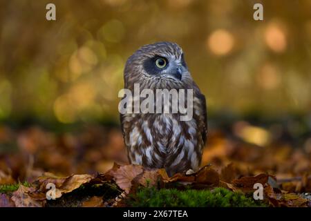 Chouette coucou (Ninox novaeseelandiae), feuilles d'automne colorées, captive Banque D'Images