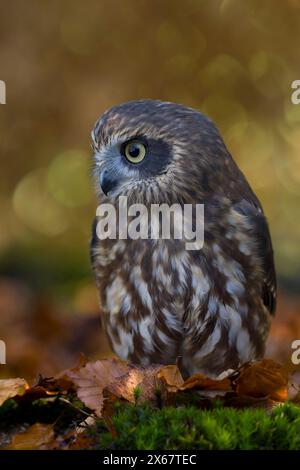 Chouette coucou (Ninox novaeseelandiae), feuilles d'automne colorées, captive Banque D'Images