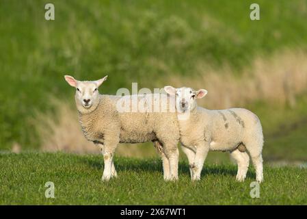 Moutons, deux jeunes animaux, péninsule d'Eiderstedt, Allemagne, Schleswig-Holstein, côte de la mer du Nord Banque D'Images