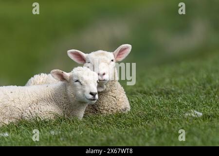 Moutons, deux jeunes animaux, péninsule d'Eiderstedt, Allemagne, Schleswig-Holstein, côte de la mer du Nord Banque D'Images