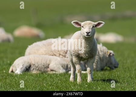 Moutons, jeunes animaux, péninsule d'Eiderstedt, Allemagne, Schleswig-Holstein, côte de la mer du Nord Banque D'Images