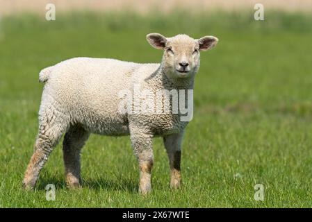 Moutons, jeunes animaux, péninsule d'Eiderstedt, Allemagne, Schleswig-Holstein, côte de la mer du Nord Banque D'Images