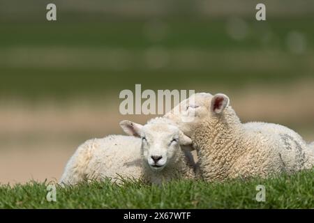 Moutons, deux jeunes animaux, péninsule d'Eiderstedt, Allemagne, Schleswig-Holstein, côte de la mer du Nord Banque D'Images