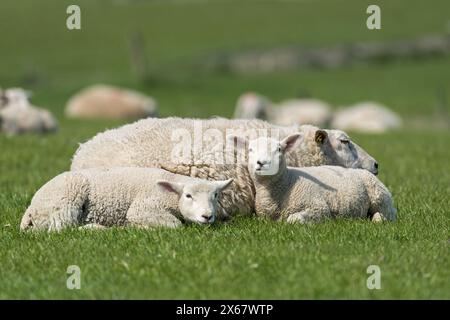 Famille de moutons, mère de deux jeunes animaux, Westerhever, péninsule d'Eiderstedt, Allemagne, Schleswig-Holstein, côte de la mer du Nord Banque D'Images