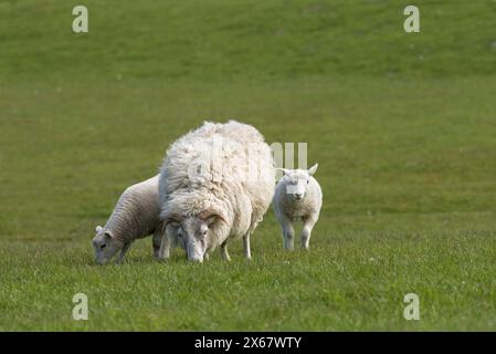 Famille de moutons, mère de deux jeunes animaux, Westerhever, péninsule d'Eiderstedt, Allemagne, Schleswig-Holstein, côte de la mer du Nord Banque D'Images