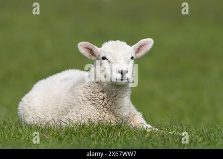 Moutons, jeunes animaux, péninsule d'Eiderstedt, Allemagne, Schleswig-Holstein, côte de la mer du Nord Banque D'Images