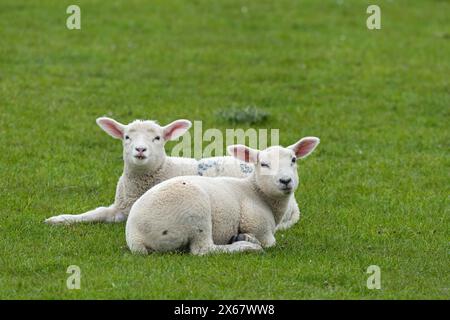 Moutons, deux jeunes animaux, péninsule d'Eiderstedt, Allemagne, Schleswig-Holstein, côte de la mer du Nord Banque D'Images