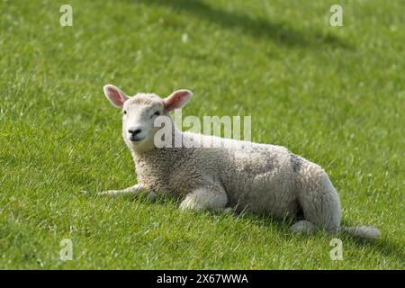 Moutons, jeunes animaux, péninsule d'Eiderstedt, Allemagne, Schleswig-Holstein, côte de la mer du Nord Banque D'Images