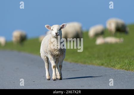 Moutons, péninsule d'Eiderstedt, Allemagne, Schleswig-Holstein, côte de la mer du Nord Banque D'Images