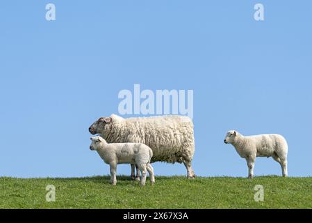 Famille de moutons sur la digue, mère avec deux jeunes animaux, Westerhever, péninsule d'Eiderstedt, Allemagne, Schleswig-Holstein, côte de la mer du Nord Banque D'Images