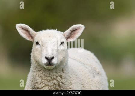 Moutons, jeunes animaux, péninsule d'Eiderstedt, Allemagne, Schleswig-Holstein, côte de la mer du Nord Banque D'Images