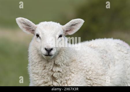 Moutons, jeunes animaux, péninsule d'Eiderstedt, Allemagne, Schleswig-Holstein, côte de la mer du Nord Banque D'Images