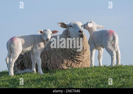 Famille de moutons sur la digue, mère avec deux agneaux, Westerhever, péninsule d'Eiderstedt, Allemagne, Schleswig-Holstein, côte de la mer du Nord Banque D'Images