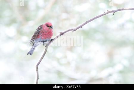 Taureau accroché (Pinicola enucleator), mâle, branche, brindille, hiver, Kaamanen, Finlande Banque D'Images