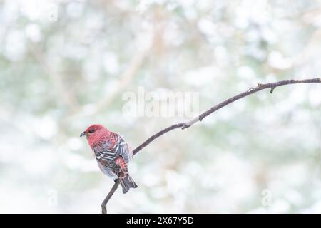 Taureau accroché (Pinicola enucleator), mâle, branche, brindille, hiver, Kaamanen, Finlande Banque D'Images