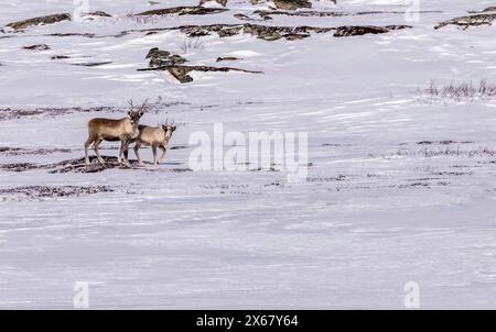 Rennes (Rangifer tarandus), près de Vadso, péninsule de Varanger, Finnmark, Norvège, Banque D'Images