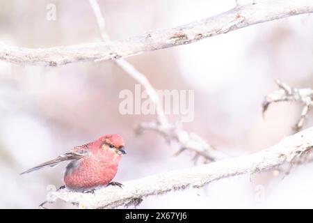 Taureau accroché (Pinicola enucleator), mâle, branche, brindille, hiver, Kaamanen, Finlande Banque D'Images