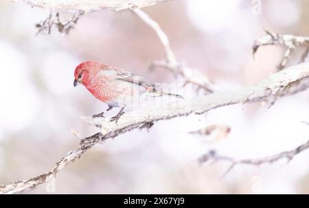 Taureau accroché (Pinicola enucleator), mâle, branche, brindille, hiver, Kaamanen, Finlande Banque D'Images