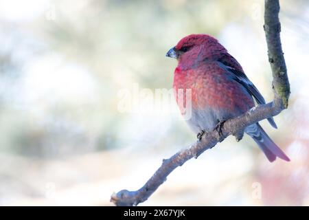 Taureau accroché (Pinicola enucleator), mâle, branche, brindille, hiver, Kaamanen, Finlande Banque D'Images