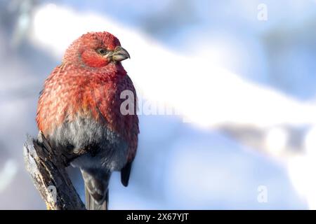 Taureau accroché (Pinicola enucleator), mâle, branche, brindille, hiver, Kaamanen, Finlande Banque D'Images