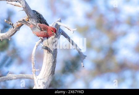 Taureau accroché (Pinicola enucleator), mâle, branche, brindille, hiver, Kaamanen, Finlande Banque D'Images