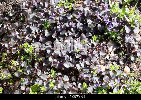 Feuille violette fleurs violettes poussent dans le jardin dans un jardin de fleurs en plein soleil. Banque D'Images