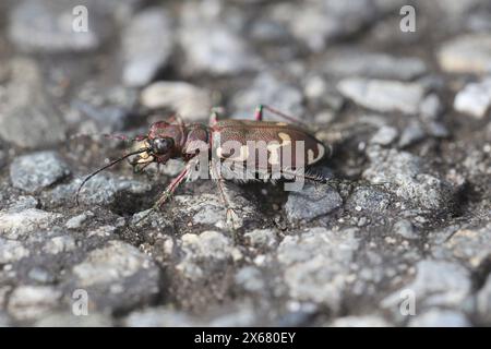 Dune du nord tiger beetle (Cicindela hybrida) Banque D'Images