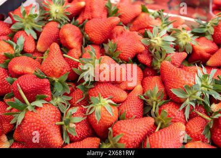 Fraises fraîches et juteuses empilées haut dans un marché en plein air. Banque D'Images