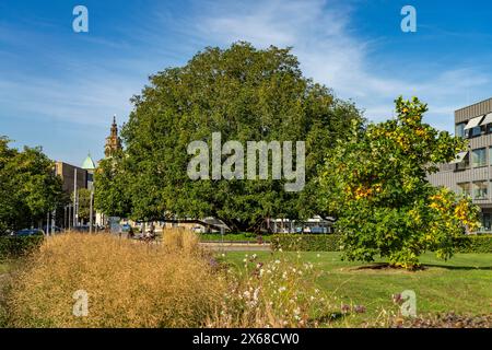 Arbre d'harmonie dans le jardin de la ville de Heilbronn, Bade-Württemberg, Allemagne Banque D'Images