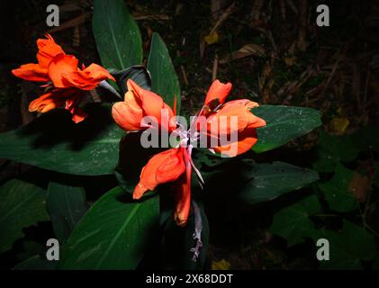 Canna x generalis (CG) est le nom scientifique pour le cana de jardin commun, le lis de canna, ou le tir indien. C'est une plante vivace herbacée qui peut atteindre 6 pieds de haut et a des fleurs blanches, jaunes, rouges, rouge-orange ou roses en été. CG est traditionnellement utilisé comme anti-inflammatoire, analgésique et antipyrétique, et dans les préparations de médicaments ayurvédiques. Il est également utilisé dans le traitement des furoncles, des plaies et des abcès. Tehatta, Bengale occidental ; Inde. Banque D'Images