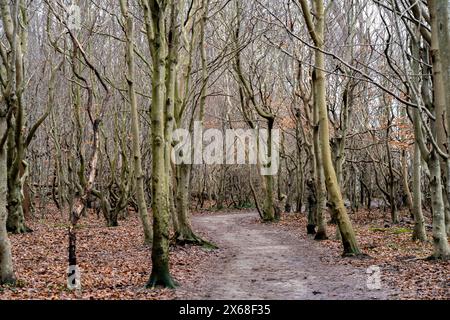 Sentier à travers la forêt fantomatique dans la station balnéaire Baltique de Nienhagen, Mecklembourg-Poméranie occidentale, Allemagne Banque D'Images