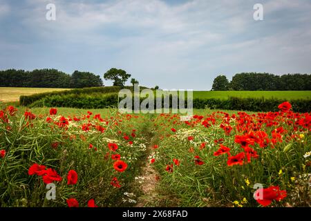 Une vue le long du South Downs Way, avec une abondance de couleurs dans une prairie de fleurs sauvages Banque D'Images