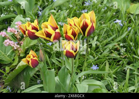 Tulipes rouges et jaunes vues dans le jardin au printemps. Banque D'Images
