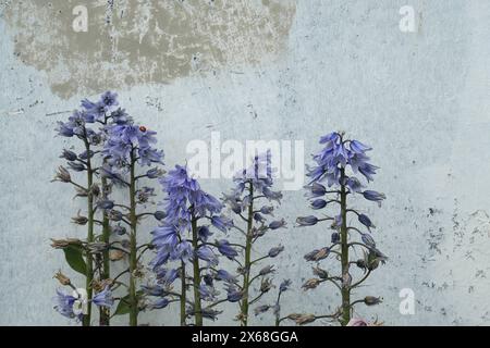 Gros plan sur les fleurs bleues du bulbe de jardin à fleurs printanières Hyacinthoides hispanica vu contre un mur rugueux. Banque D'Images