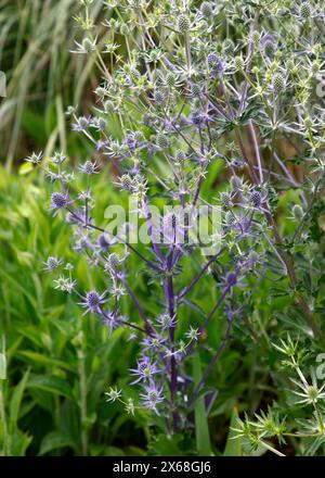 Gros plan sur les fleurs et les tiges bleu argenté de la plante de jardin eryngium planum bleu paillettes. Banque D'Images