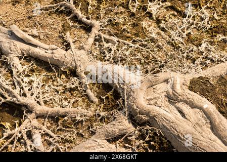 Un arbre avec des racines qui sont couvertes de saleté et de mousse. L'arbre est vieux et a beaucoup de croissance dessus Banque D'Images