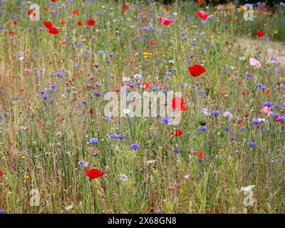 Gros plan d'une prairie de fleurs sauvages de coquelicots rouges et bleus bleus. Banque D'Images