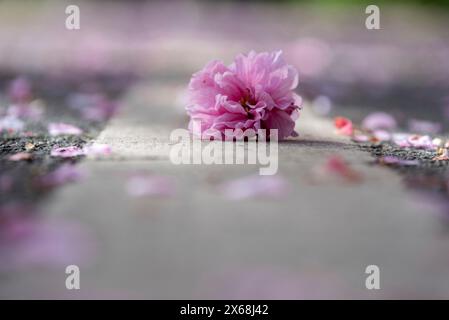 Cerises ornementales japonaises, fleur de cerisier, Magdebourg, Saxe-Anhalt, Allemagne Banque D'Images