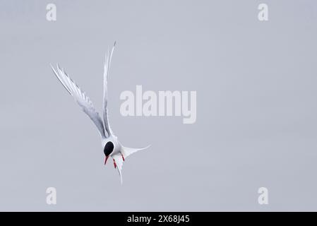 Sterne arctique en vol, péninsule d'Eiderstedt, parc national de la mer des Wadden du Schleswig-Holstein, Allemagne, Schleswig-Holstein, côte de la mer du Nord Banque D'Images