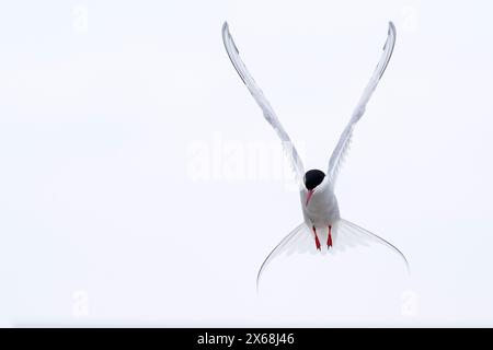 Sterne arctique en vol, péninsule d'Eiderstedt, parc national de la mer des Wadden du Schleswig-Holstein, Allemagne, Schleswig-Holstein, côte de la mer du Nord Banque D'Images