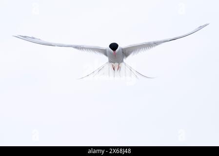 Sterne arctique en vol, péninsule d'Eiderstedt, parc national de la mer des Wadden du Schleswig-Holstein, Allemagne, Schleswig-Holstein, côte de la mer du Nord Banque D'Images