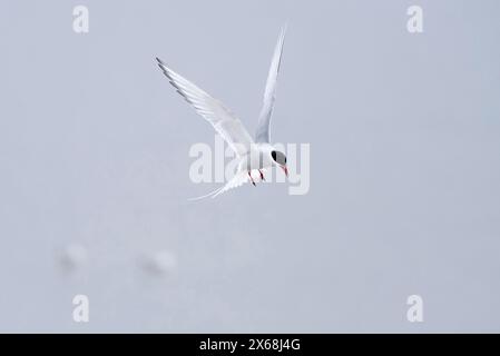 Sterne arctique en vol, péninsule d'Eiderstedt, parc national de la mer des Wadden du Schleswig-Holstein, Allemagne, Schleswig-Holstein, côte de la mer du Nord Banque D'Images