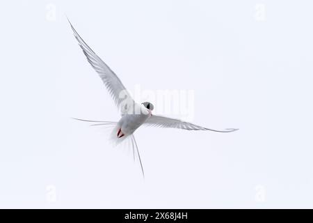 Sterne arctique en vol, péninsule d'Eiderstedt, parc national de la mer des Wadden du Schleswig-Holstein, Allemagne, Schleswig-Holstein, côte de la mer du Nord Banque D'Images