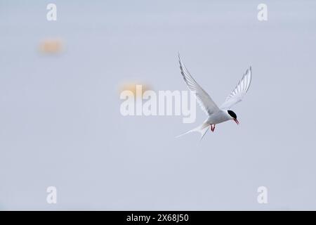 Sterne arctique en vol, péninsule d'Eiderstedt, parc national de la mer des Wadden du Schleswig-Holstein, Allemagne, Schleswig-Holstein, côte de la mer du Nord Banque D'Images