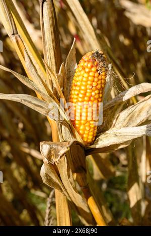 Maïs (Zea mays), épi de maïs mûr Banque D'Images