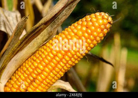 Maïs (Zea mays), épi de maïs mûr Banque D'Images