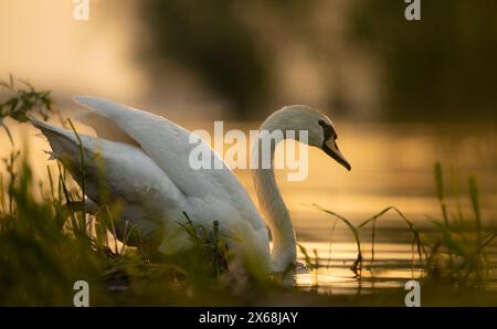 Cygne à l'heure dorée - lever du soleil. Swan Heart dans l'eau. Grandes ailes. Banque D'Images